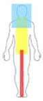 Rolfing® Ten-Series 4-7 body areas diagram